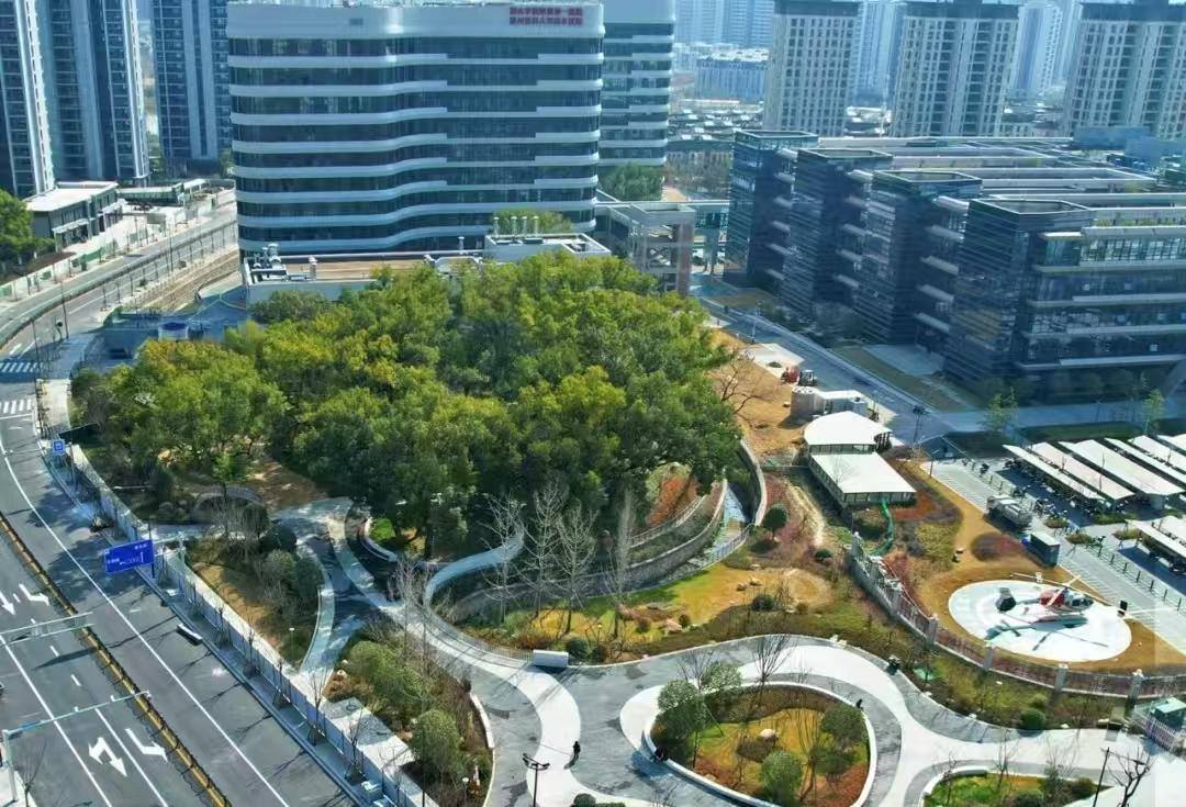 丽水城市建设项目为古树让路，保留地建成公园